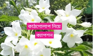 কাঠগোলাপ নিয়ে ক্যাপশন