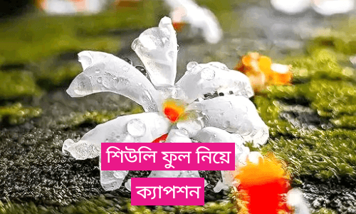 শিউলি ফুল নিয়ে ক্যাপশন