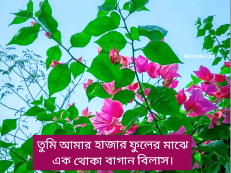 বাগান-বিলাস-ফুল-নিয়ে-ক্যাপশন